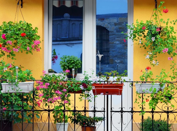 Piante da balcone- fiori da davanzale - Agrumi in vaso